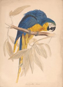 Guacamayo azul y amarillo